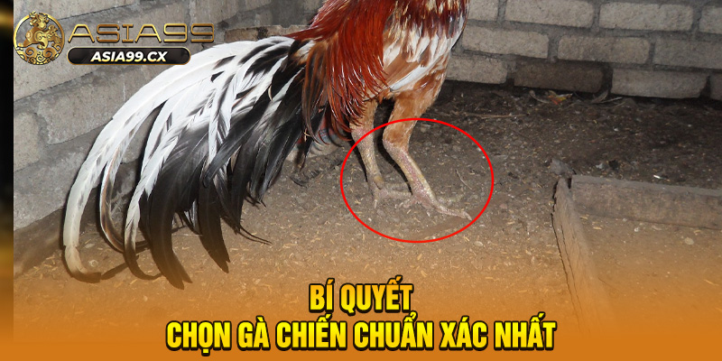 Bí quyết chọn gà chiến chuẩn xác nhất