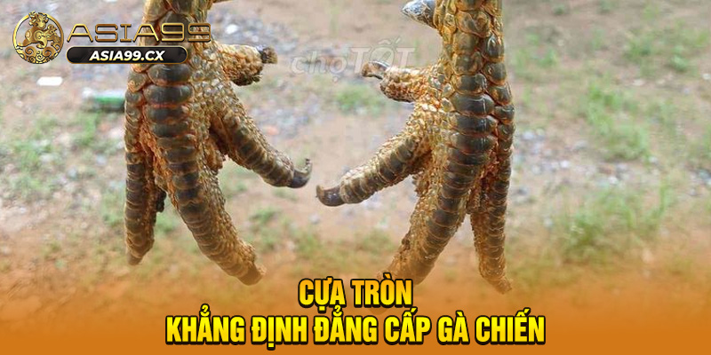 Cựa tròn khẳng định đẳng cấp gà chiến