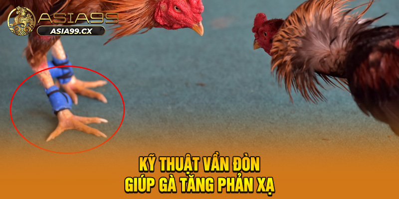 Kỹ thuật vần đòn giúp gà tăng phản xạ