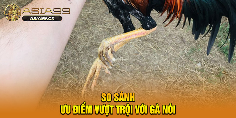 So sánh ưu điểm vượt trội với gà nòi